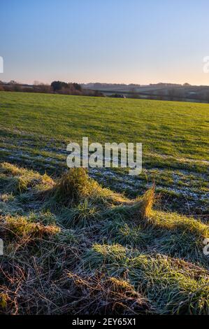 Warmes Morgenlicht über frostigen ländlichen Feldern in Hampshire, England Stockfoto