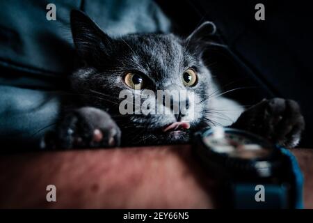 Ein Porträt einer niedlichen schwarz-gelbäugigen Katze Stockfoto