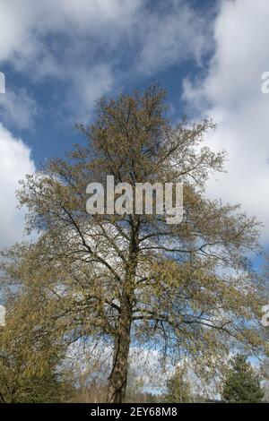 Winterkätzchen und Zapfen auf einem italienischen Erlenbaum (Alnus cordata) ohne Blätter in einem Park in Rural Devon, England, Großbritannien Stockfoto