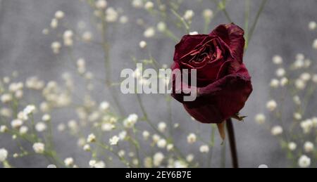 Eine launische Nahaufnahme einer einzelnen ausgetrockneten toten Rose mit Babys Atem auf einem grauen Hintergrund. Stockfoto