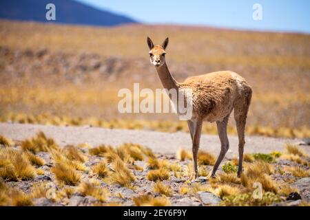 Vicunas im Hochaltiplano der Anden, zwischen Chile und Argentinien Stockfoto