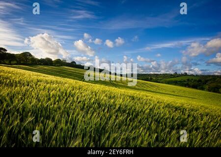 Cornish Gerste Feld Stockfoto