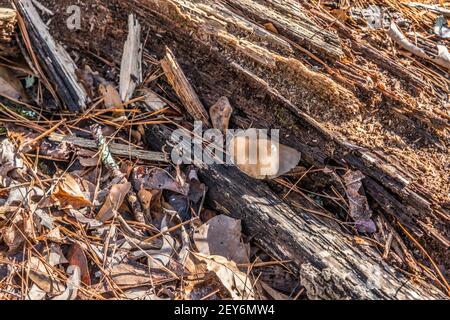 Ein verfallender und verfaulender Baumstamm, der auf dem Wald liegt Der Boden mit dem Pilz oder den Pilzen, die nach außen auf a wachsen Sonniger Tag im Winter Stockfoto