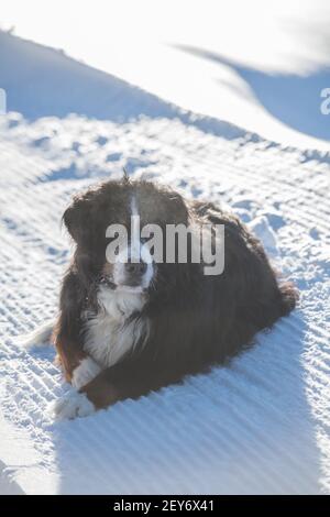 Großer, schwarz-brauner und weißer Berner Sennenhund, der im Winter tagsüber im Schnee liegt und auf die Kamera blickt, schwarzes Fell, weißes Gesicht, weiße Spitze auf der Pfote Stockfoto