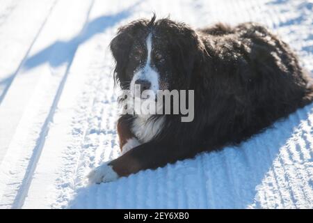 Großer, schwarz-brauner und weißer Berner Sennenhund, der im Winter tagsüber im Schnee liegt und auf die Kamera blickt, schwarzes Fell, weißes Gesicht, weiße Spitze auf der Pfote Stockfoto