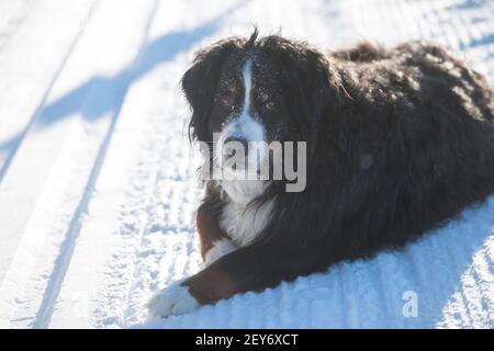 Großer, schwarz-brauner und weißer Berner Sennenhund, der im Winter tagsüber im Schnee liegt und auf die Kamera blickt, schwarzes Fell, weißes Gesicht, weiße Spitze auf der Pfote Stockfoto