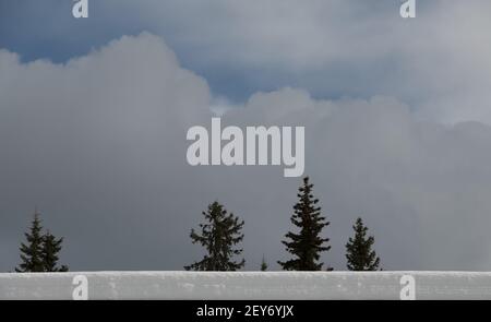 Baumkronen mit offenem Himmel im Hintergrund mit weißen, flauschigen Wolken am blauen Himmel großer, offener Himmel mit leerem Raum für das Klima der Umgebung Stockfoto