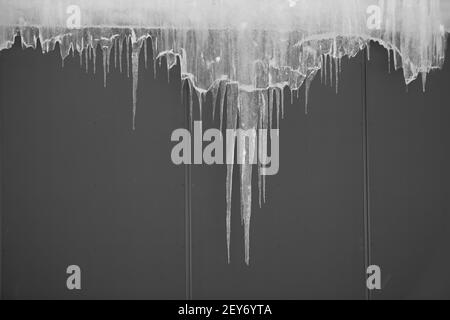 Eiszapfen, die vom Dach eines grauen Gebäudes hängen, klares gefrorenes und transparentes Eis, das einen leeren Raum für die Art mit grauem Hintergrund einfriert Stockfoto