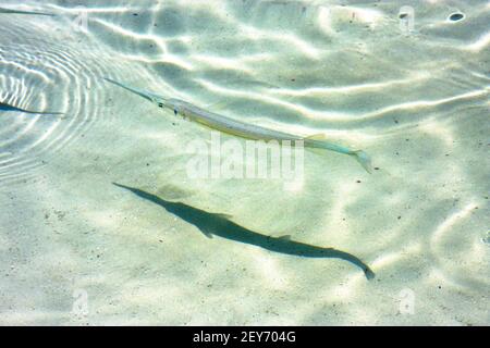 Fisch isla contoy In mexiko schäumen die Seegropfwelle Stockfoto