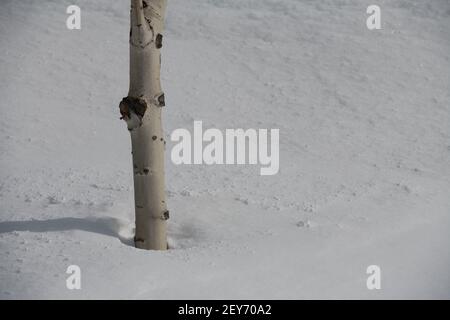 Nahaufnahme des Stammes der Birke in tiefem Schnee im Winter Wetter kaltes Klima Neuschnee fallen leeren Raum für Typ horizontalen Winter-Format Hintergrund Stockfoto