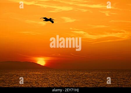 Silhouette von braunem Pelikan (Pelecanus occidentalis), der über den Pazifischen Ozean bei Bahía de Banderas, Jalisco, Mexiko, fliegt Stockfoto