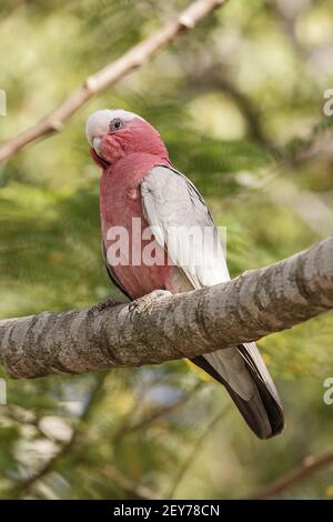 galah, Eolophus roseicapilla, alleinerziehende Erwachsene, die auf einem Zweig des Baumes thront, Queensland, Australien Stockfoto