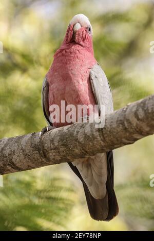 galah, Eolophus roseicapilla, alleinerziehende Erwachsene, die auf einem Zweig des Baumes thront, Queensland, Australien Stockfoto