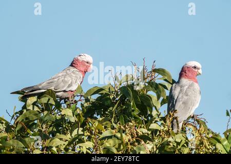 galah, Eolophus roseicapilla, zwei Erwachsene in Baum, Queensland, Australien Stockfoto