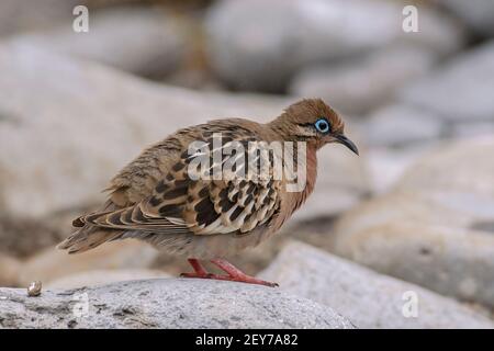 Galapagos-Taube, Zenaida galapagoensis, Einzelvogel auf Felsen, Espanola Island, Galapagos-Inseln, 14. Januar 2007 Stockfoto