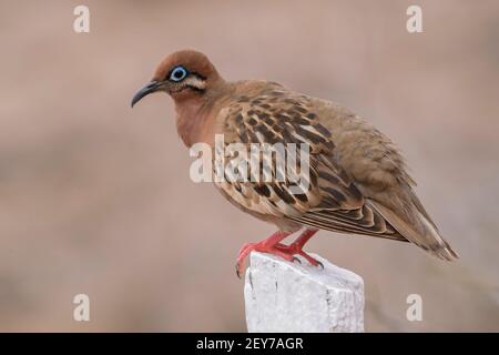 Galapagos-Taube, Zenaida galapagoensis, Einzelvogel auf dem Pfosten stehend, Espanola Island, Galapagos-Inseln, 14. Januar 2007 Stockfoto