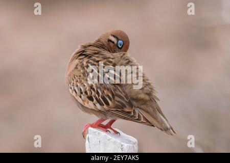 Galapagos-Taube, Zenaida galapagoensis, Einzelvogel, der auf dem Pfosten steht, Espanola-Insel, Galapagos-Inseln, 14. Januar 2007 Stockfoto