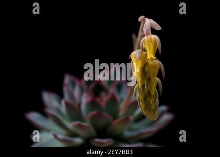 Macro Kaktus blüht ziemlich saftig im Frühling blühende gelbe Blüten. Stockfoto