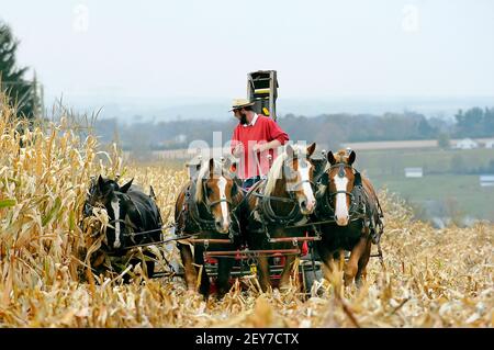 Amish Lifestyle männlichen Landwirt Ernte Mais mit Team von Pferden In Sugarcreek und Millersburg Ohio OH Stockfoto