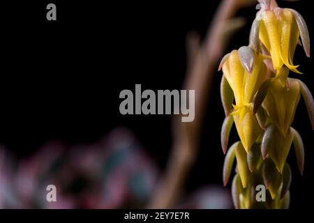 Sukkulente Makro Blume Blüte schwarzen Hintergrund. Kaktus Nahaufnahme Dolly Schuss. Stockfoto