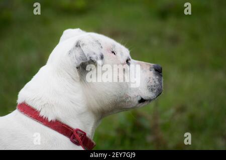 Weißer Staffordshire Bullterrier mit einem roten Kragen Stockfoto