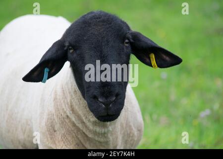 Gesicht eines schwarz gesichtigen Schafes auf dem Land Stockfoto