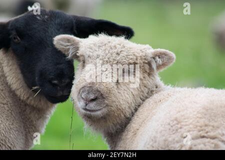 Zwei verschiedene Schafe in einem ländlichen Feld Stockfoto