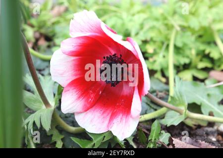 Anemone coronaria ‘Bicolor’ Poppy Anemone Bicolor – weiße Blume mit rotem Ring und rotem rosa Basalring, März, England, Großbritannien Stockfoto