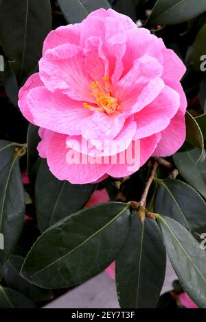 Camellia x williamsii ‘Cornish Spring’ Camellia Cornish Spring – rosa halbdoppelte Blüten mit rosa Adern, März, England, Großbritannien Stockfoto