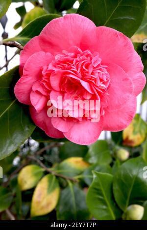 Camellia x williamsii ‘Debbie’ Camellia Debbie – tiefrosa Halbblüten mit zerzauste Mitte, März, England, Großbritannien Stockfoto