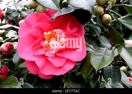 Camellia japonica ‘Drama Girl’ halbdoppelte rosa Anemonkamelie mit kleinen rosa und weißen Blütenblättern, durchsetzt mit gelben Staubblättern, März, England, Großbritannien Stockfoto