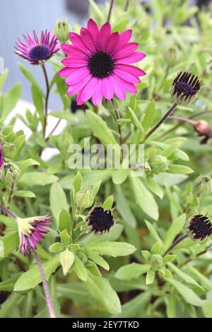 Osteospermum ecklonis ‘Tradewinds Deep Purple’ dunkelviolette afrikanische Gänseblümchen – regnerisch verwüstete violette Gänseblümchenähnliche Blume mit schwarzem Zentrum, März, England, Großbritannien Stockfoto