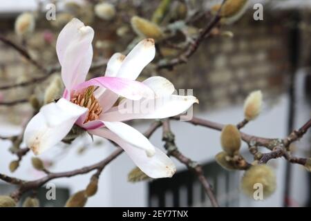 Magnolia stellata ‘Rosea’ Star Magnolia Rosea – lange weiße Blütenblätter mit rosa Blütenblättern, März, England, Großbritannien Stockfoto