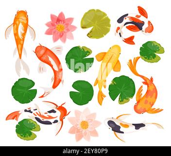 Koi Karpfenfische Set, schwimmen bunte Goldfische, rosa Blüte der Lotuslilie Blume, Blatt Stock Vektor