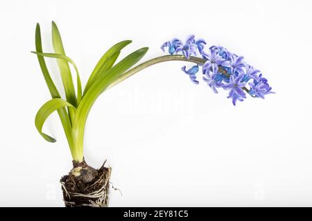 Hyazinthe-Pflanze mit blauen Blüten, Zwiebeln und Wurzeln auf weißem Grund Stockfoto