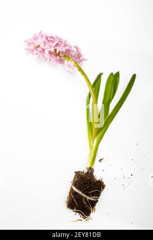 Hyazinthe-Pflanze mit rosa Blüten, Zwiebeln und Wurzeln auf weißem Grund Stockfoto