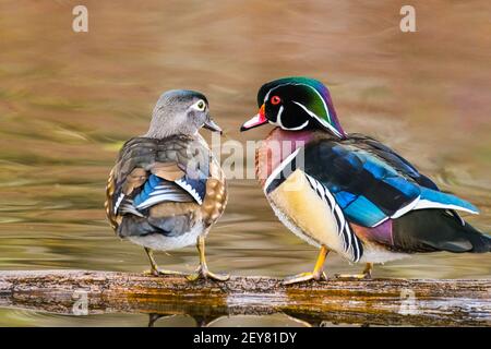 Zwei Holzenten teilen sich vor pastellfarbenem Hintergrund einen Blick der Liebe, als ob sie sich auf ein Valentinstag-Date vorbereiten würden. Stockfoto