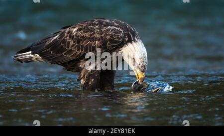 Unreifer Weißkopfseeadler mit einem neuen Fang von Chum-Lachs im Nooksack River im westlichen Bundesstaat Washington. Dieser Adler wird bald reif sein Stockfoto