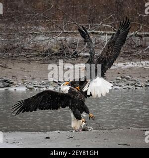 Ein Paar reifer Weißkopfseeadler treffen sich am Ufer des Nooksack River zusammen, während an einem kalten Wintertag Schnee fällt und ihre Flügel sich im Kampf voll ausgebreitet haben Stockfoto