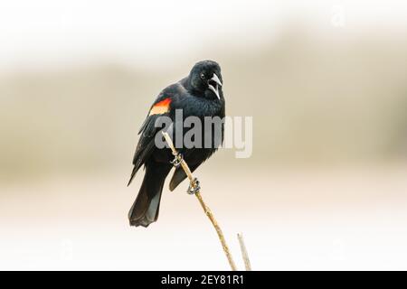 Rotflügelige Amsel ruft von dünnem Stängel bei Ridgefield National Wildlife Zuflucht in der Nähe von Vancouver Washington im Winter Stockfoto