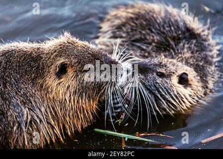 Zwei Nutria im Fluss Stockfoto