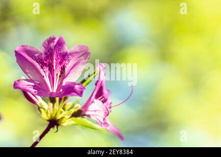 Eine rosa Azaleen-Blüte (Rhododendron) wird von der Sonne beleuchtet und erscheint von innen beleuchtet. Stockfoto