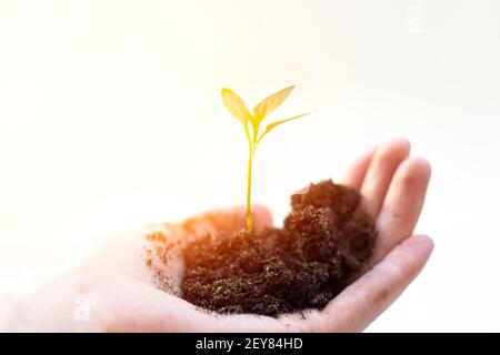 Nahaufnahme Pflanze in weiblicher Hand auf weißem Hintergrund mit Sonnenschein. Pflanze mit Boden in Handflächen für die Landwirtschaft oder Pfirsich Natur Konzept Pflanzen Stockfoto