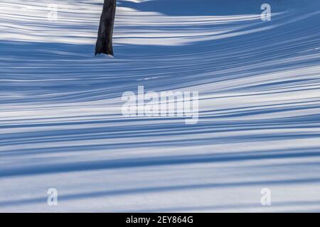 Baumschatten an einem sonnigen Wintertag im Zentrum von Michigan, USA Stockfoto