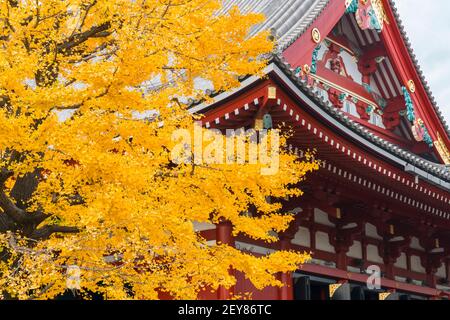 Herbstlicher Baum steht neben Gokuden am Sensoji Tempel Asakusa Tokyo. Stockfoto