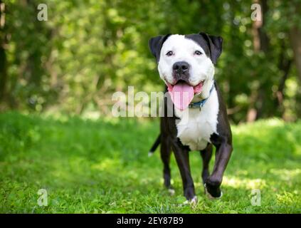 Eine glückliche schwarz-weiße Pit Bull Terrier Mischrasse Hund steht im Freien Stockfoto