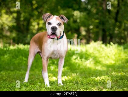 Ein älterer Boxerhund, der die Kamera mit einem anschaut Fröhlicher Ausdruck Stockfoto