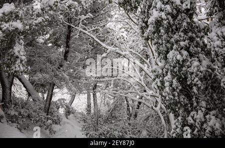 Weihnachtsbäume Konzept. Bäume und Äste Ornament mit Schnee und Schneeverwehungen Hintergrund, Textur. Verschneiten Wald im Winter. Ziel für Weihnachtswerbung Stockfoto