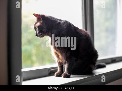 Eine schwarze Kurzhaarkatze, die auf einer Fensterbank sitzt und schaut Aus dem Fenster Stockfoto