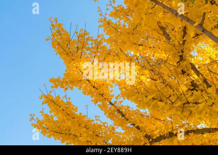 Herbstblätter Ginkgo-Bäume stehen vor dem Hozomon-Tor Im Sensoji Tempel Stockfoto